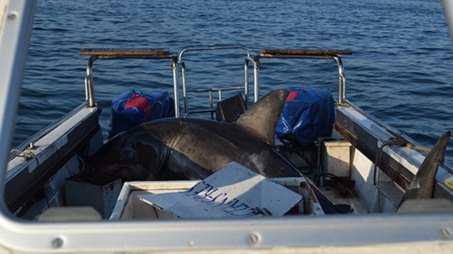 shark leaps on boat